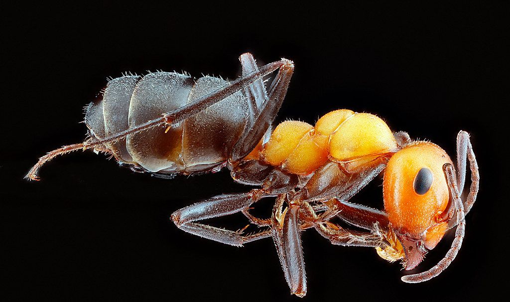 Ant Control service in Rancho Santa Margarita, CA