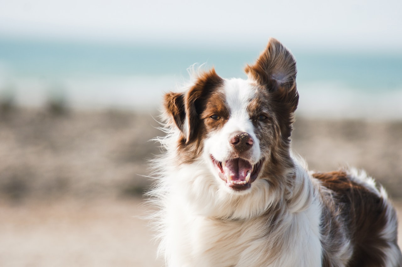 Flea & Tick Control service in Rancho Santa Margarita, CA
