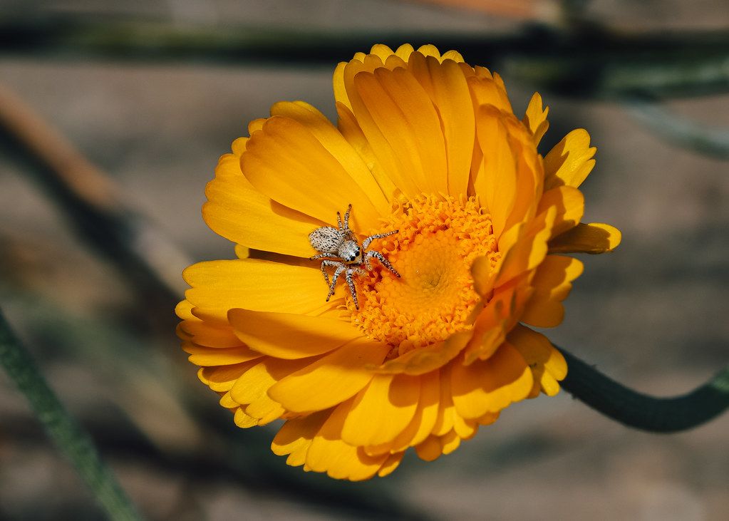 Spider Control service in Rancho Santa Margarita, CA